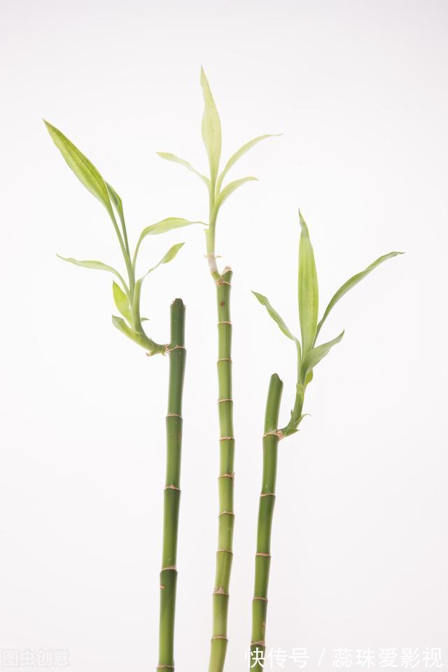 单数|为什么富贵竹“养单不养双”？老阿姨一句话，庆幸自己养对了