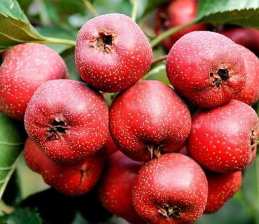 泡水|山楂干泡水喝对身体有什么好处?下面就告诉你几点好处!