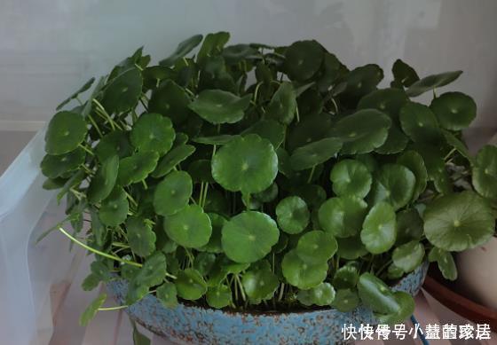 不喜欢太折腾,就养3种花吧,不管天气如何多变,都能长得旺