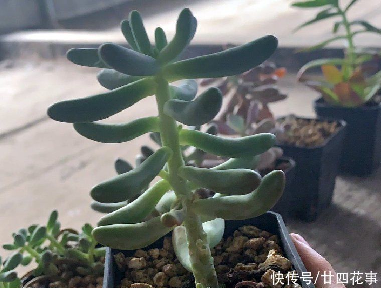 徒长|6种花，长高就“变丑”，株型低矮才“漂亮”，要舍得剪