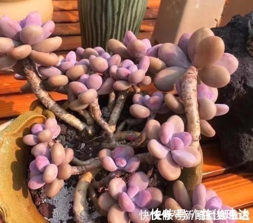 艾伦|养多肉,就养这“6盆”,越长越肥,颜色越来越好看,太美了!