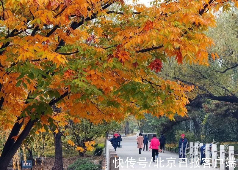 秋天的童话|北京植物园彩叶争艳，宛如秋天的童话