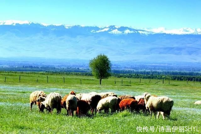 5月伊犁的草原山花烂漫，天山红花无疑是其中最靓丽的一道风景