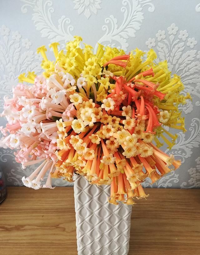 种下半个月就开花，花量大还有香味，一个球长开出一大片花