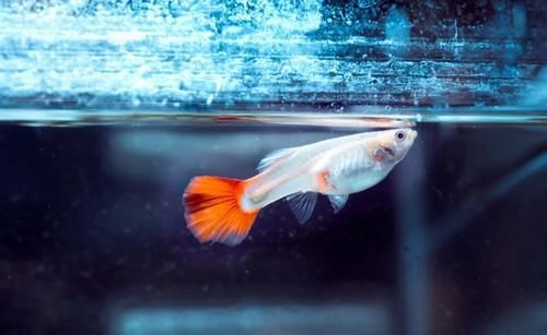  碳酸钙|怎样清除鱼缸内壁上的水垢？