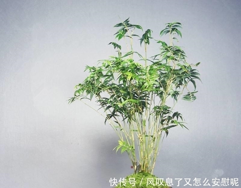 没有院子养不了竹子错，这种竹子养在桌上，比花还好看