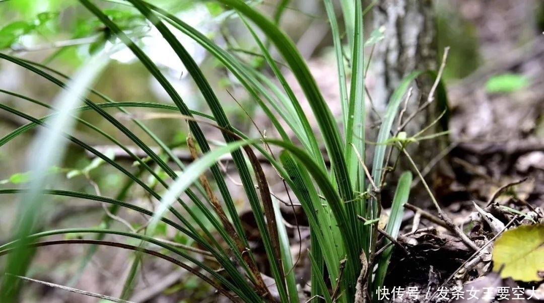 用什么可以去掉腐叶土里的虫?兰友:1块钱就解决