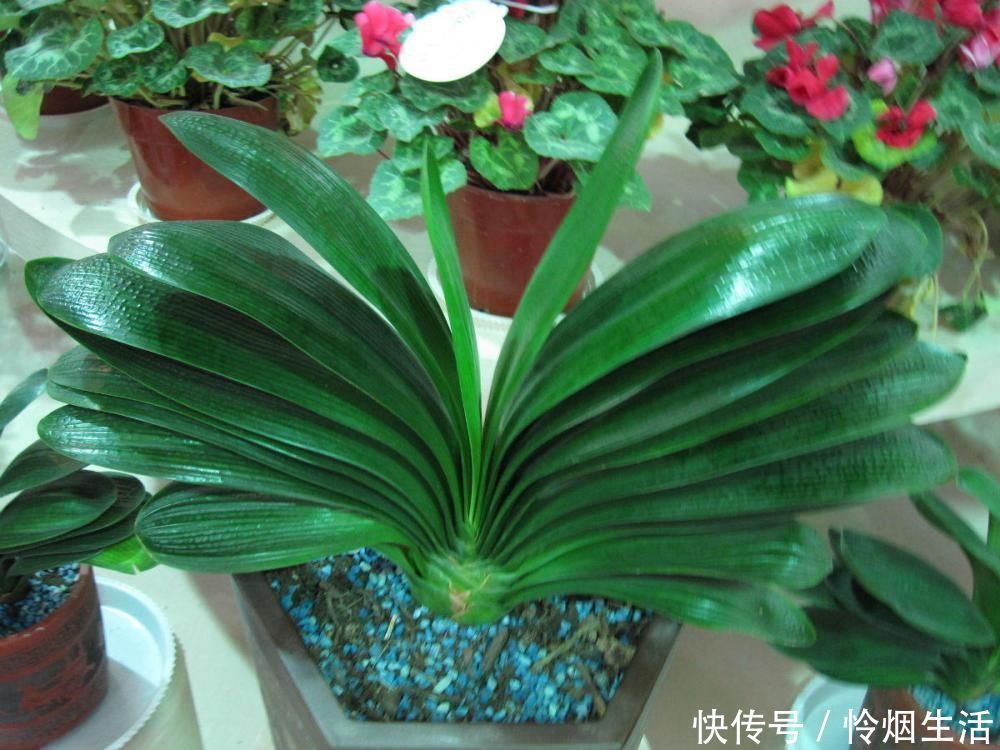 植株|君子兰、蟹爪兰钟爱的这种水,冬天来一杯,花苞爆增