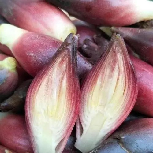 洋霍|兴文这种“亚洲人参”安逸得很，保证你没吃过...