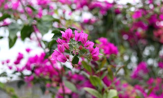 养三角梅,“5招”伺候,花芽不断冒,全年开花不断,一茬接一茬