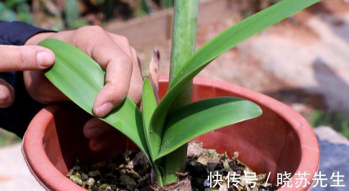 一个大疙瘩,开花“比脸大”,养朱顶红的5个窍门,年年开大花