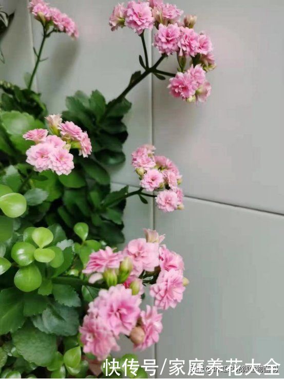 长寿花在春季可别忘记做一件事