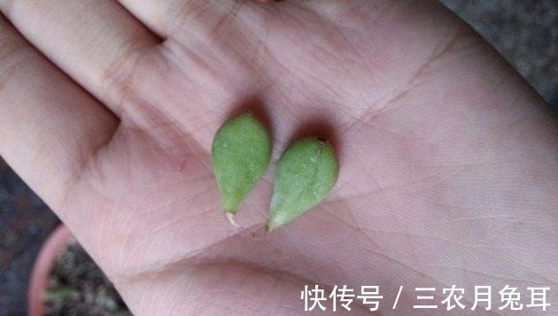 基质|多肉植物达摩福娘的扦插繁殖方法