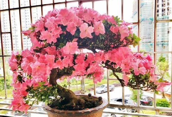 烂根的情况|室内养花怎么预防烂根?掌握5个关键,栽种花草没烦恼,远离烂根