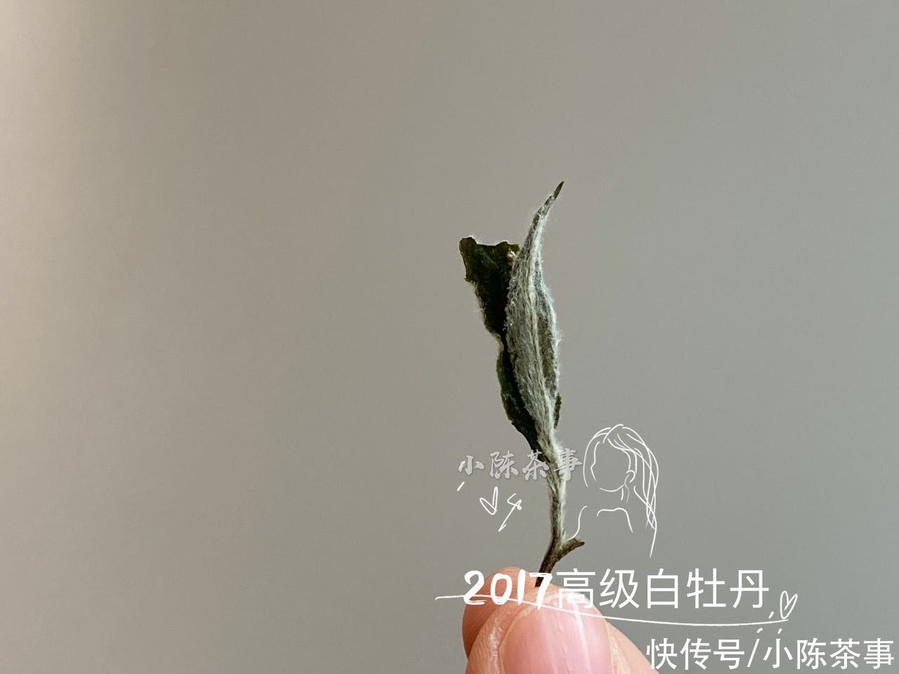 香气|不同类型的白茶之间，香气口感滋味有什么不同？一次性为你讲明白