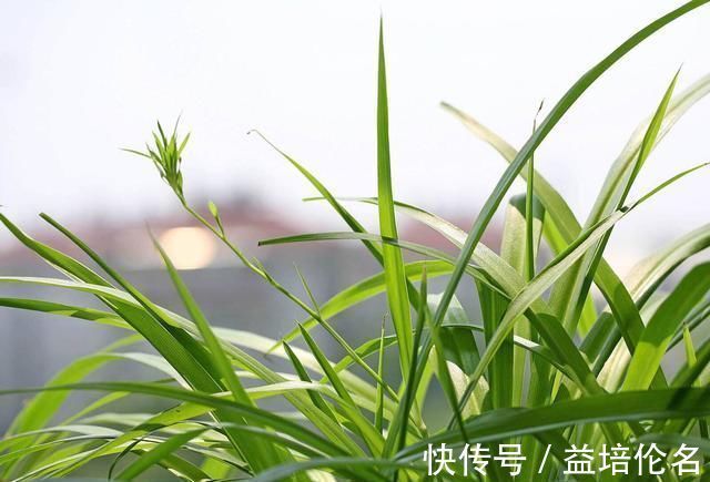 金边吊兰|吊兰放在家中哪个位置摆放在“3个地方”，一天一个样，长爆盆