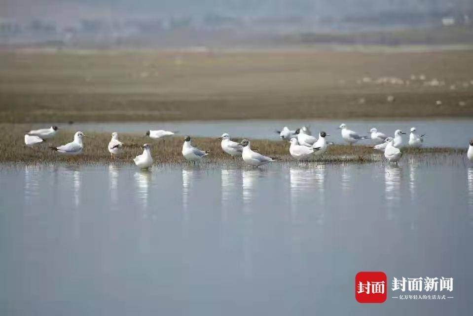 宁源湖|春分听遗鸥笑冬至赏灰鹤立 22种候鸟经“中亚迁徙线”相聚凉山宁源湖