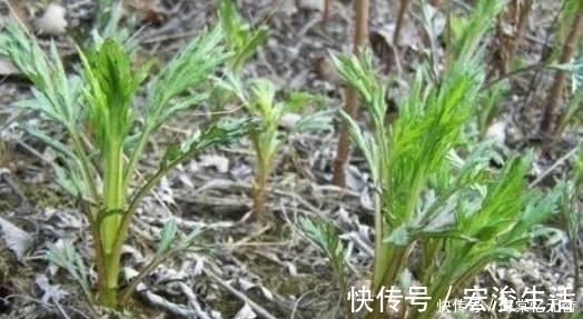 明星|在不吃它就太亏了, 它既是“野菜之王”又是抗癌明星, 要多吃!