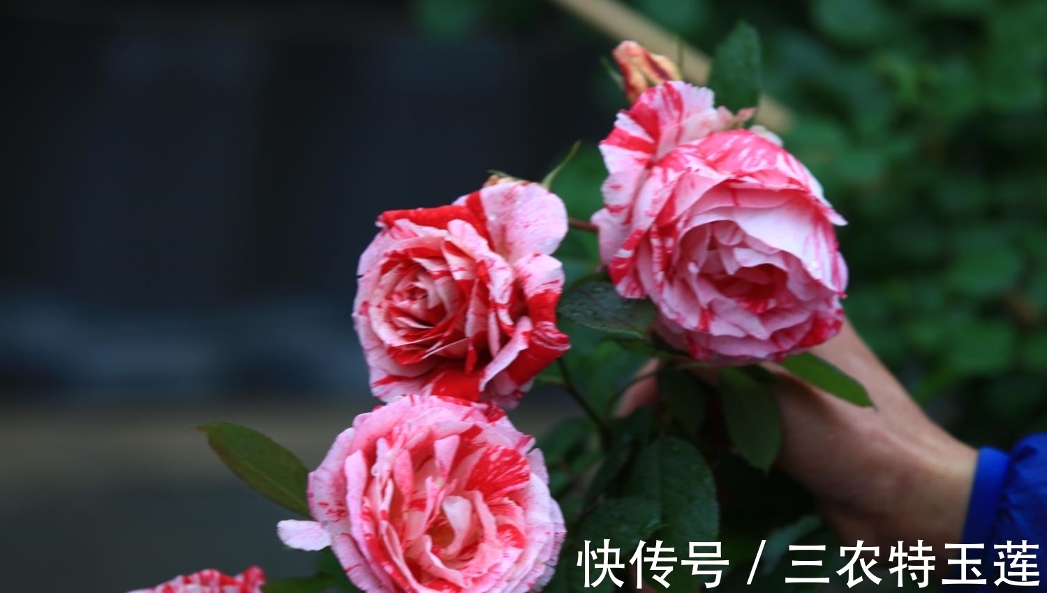 月季花|月季花什么时候施肥, 应该怎样施肥?