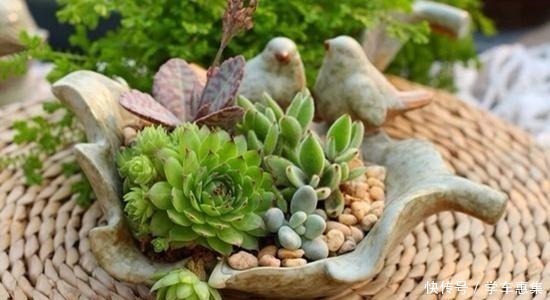 养护|卧室养花有讲究,6种适合摆在卧室的花草,晚上不争氧气!