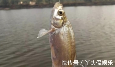 钓翘嘴鱼|钓翘嘴想爆护?这种钓法简单又有效,咬钩的都是大货
