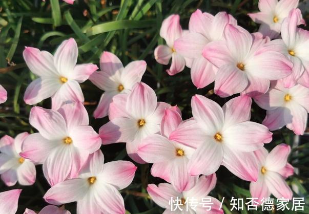 现在逛花市,牢记“8不买”,否则明年没有花看