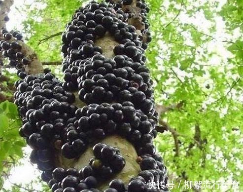 进来|注意这三点,就可以挑出多瓣山竹,如果你想省钱,你不进来看看吗