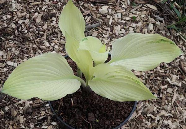 史上最耐阴的花,越阴凉越长得旺,绿萝虎皮兰靠边站