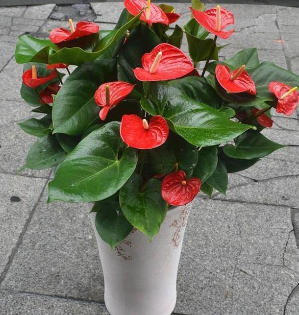 养花|想要自制肥养花降低成本,该如何操作学4招变废为宝省大笔钱