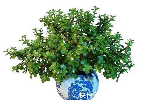 盆栽金枝玉叶,3个机遇把握住,叶片晶晶亮,长成昂贵的盆景