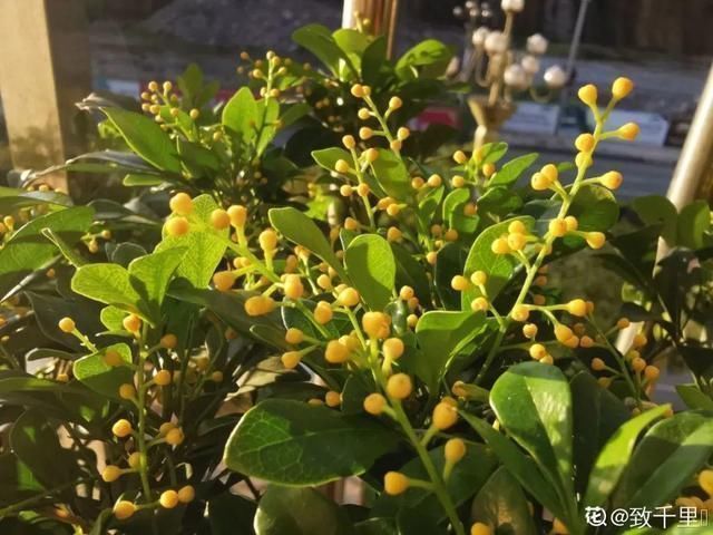 桂花|公认难养的20种花，养一盆死一盆，下次还敢买