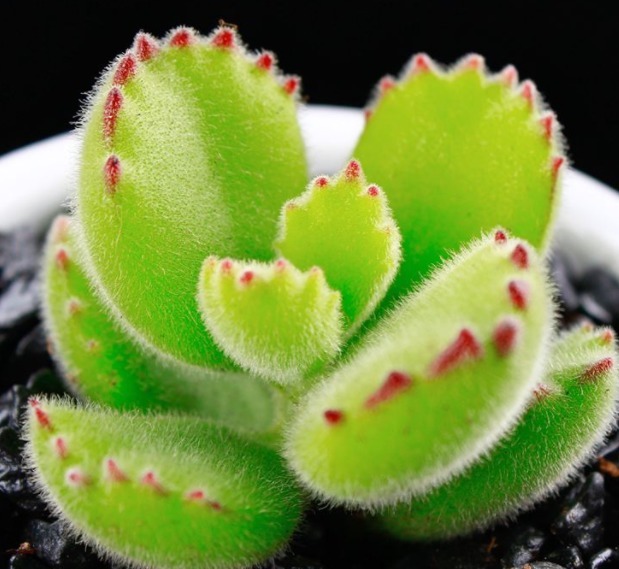 多肉要想养爆盆，选对品种很重要！这些多肉超好养，分分钟养爆盆