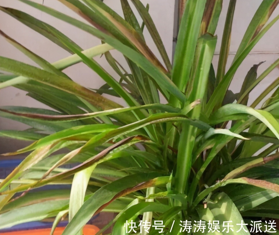 肥料|总结养花“十大问题”，只要学会，你就是养花大神