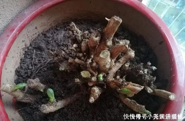 花苗越老越值钱这5种花的老桩，买了就上当