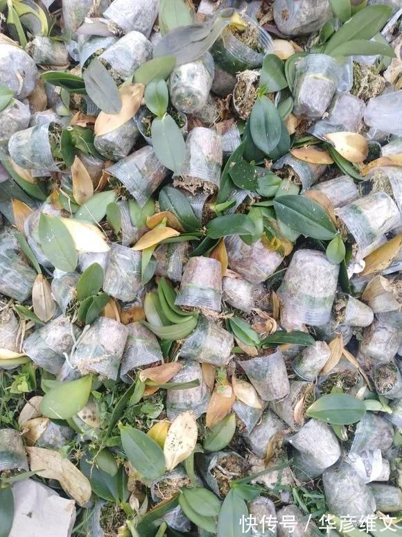 修剪|路边被人丢掉的名贵花,丢人也要捡,种盆里就开花