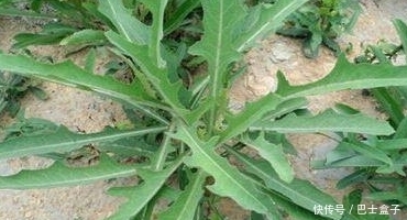 缓解|乡下几种野菜,具有缓解痉挛、减轻疼痛、健胃行气的功效