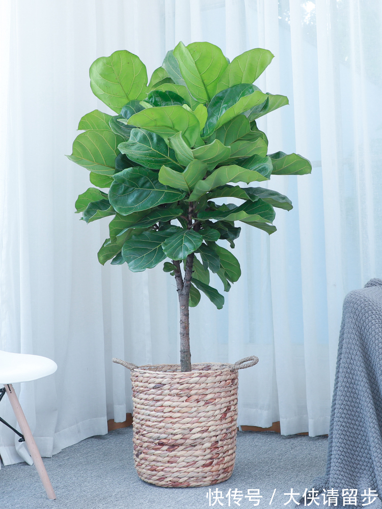 “人养花三年,花养人一生!”家居盆花100种,总有几款你喜欢