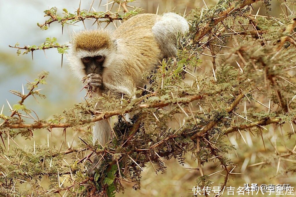 挑战不可能|七月好运相伴，财运旺、惊喜多的生肖