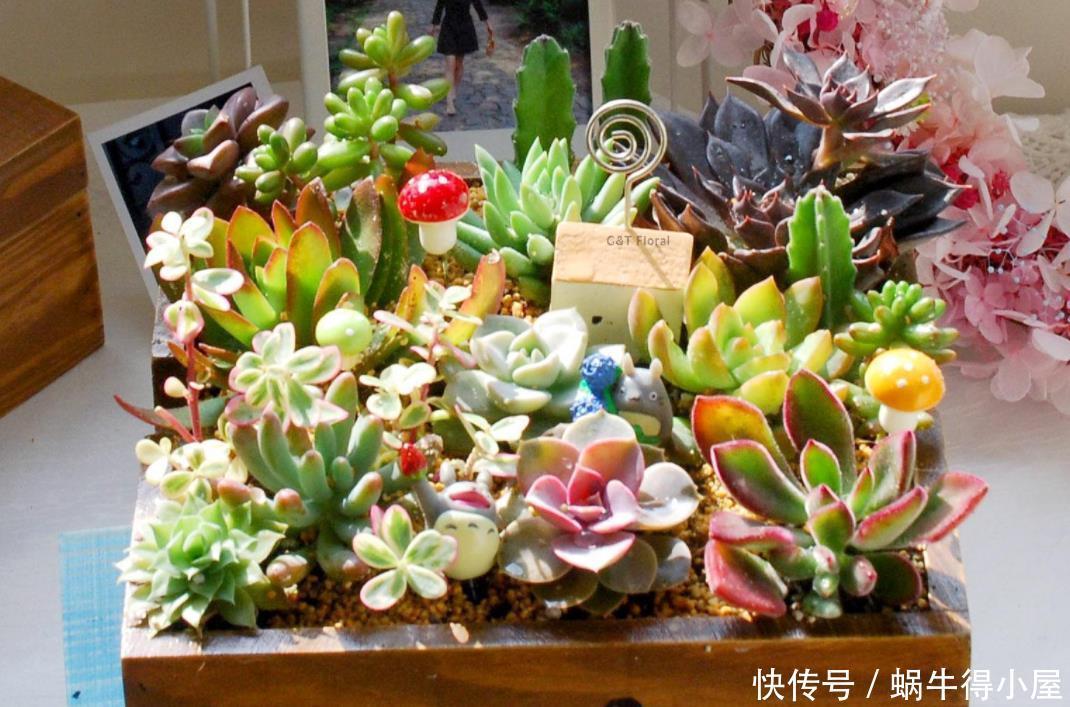 植株|让多肉安全度夏的诀窍是什么?
