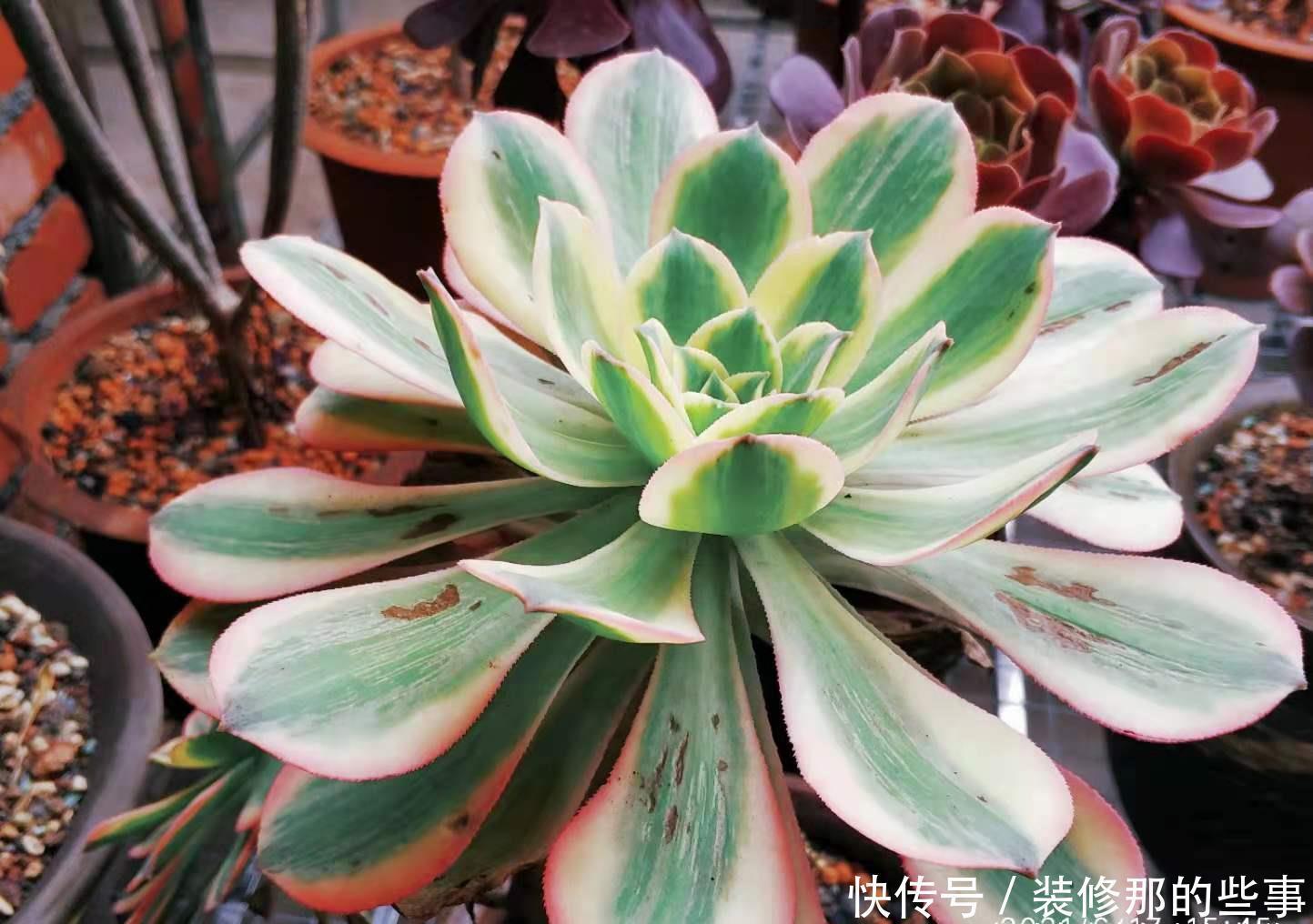 叶心处|多肉灿烂法师每年夏天叶片都会干枯然后烂掉,究竟该怎么来养啊?