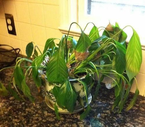 养死|这9个养护误区,导致很多人的盆栽养死,你做错了哪点了