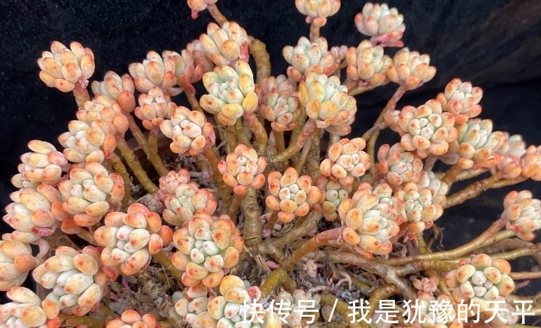 新买的多肉一换盆就挂了?那可能犯了这几种错,改正方可养好多肉