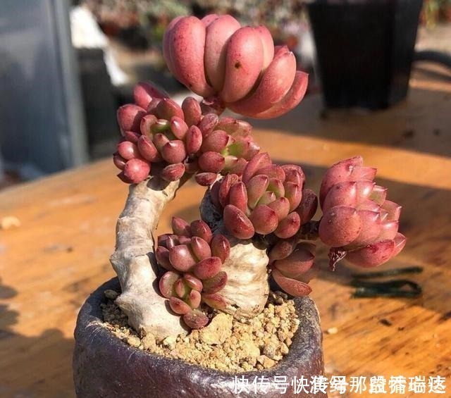 多肉|花友养多肉3年,全都养成了老桩,全靠这6个品种,真是太明智了!