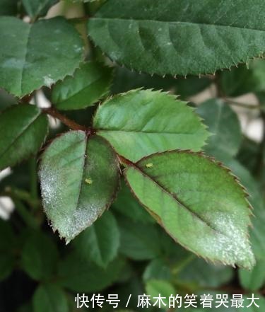 月季得了白粉病,别光剪叶子,这才是正确处理方法!