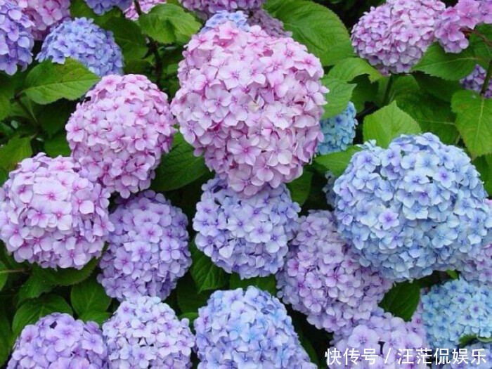 此花所代表的是希望和团圆,是寓意美好的花,也代表着祝福