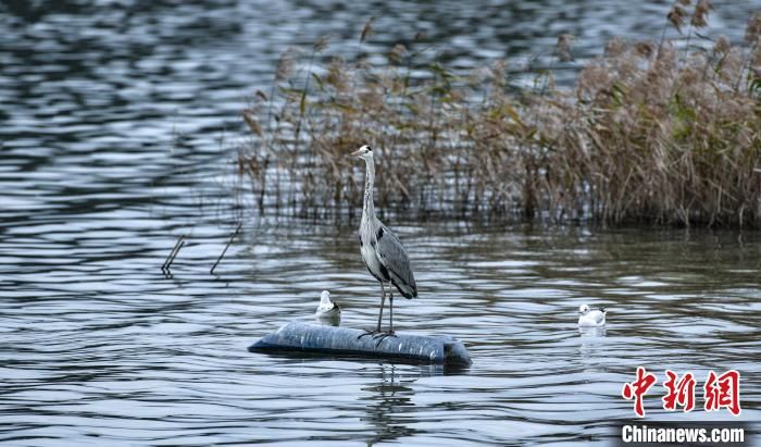 红尾鸲|万只水鸟“做客”福建宁德东湖国家湿地公园