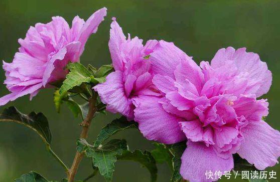 颜值超高的几款花,开花漂亮又好养,花儿轻松开爆盆