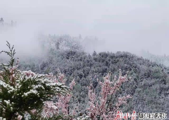 白雪遇春花，四月的迭部爱了爱了