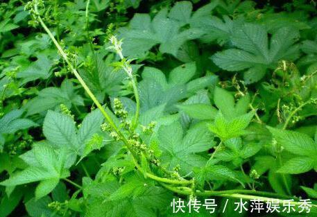 1种野草,价值珍贵,路边到处是,却少有人认识,可惜了