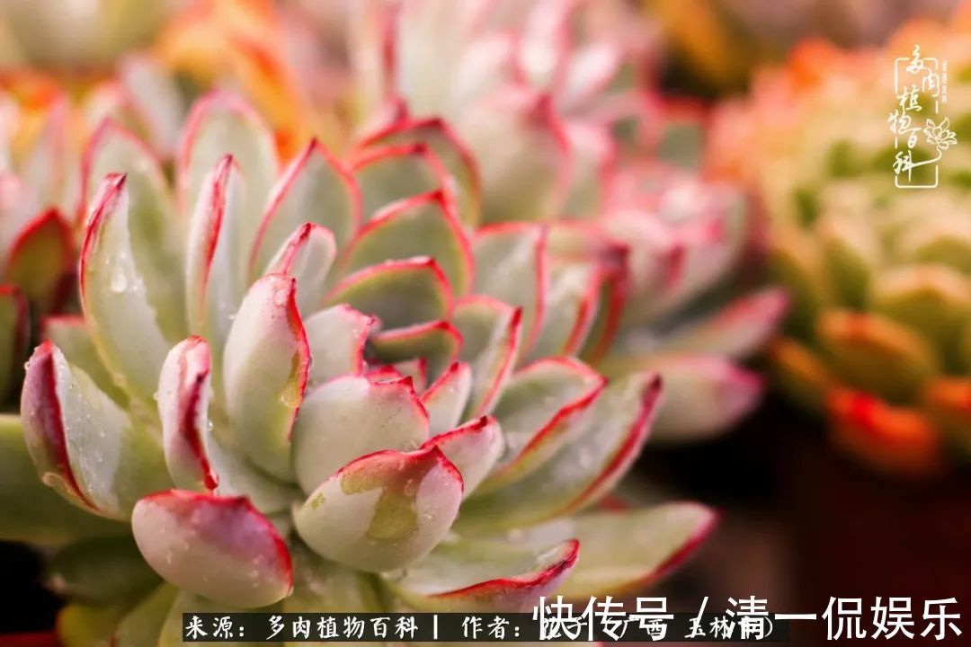 为了爱情|为了爱情来到陌生城市，偶遇多肉，地老天荒的爱恋！